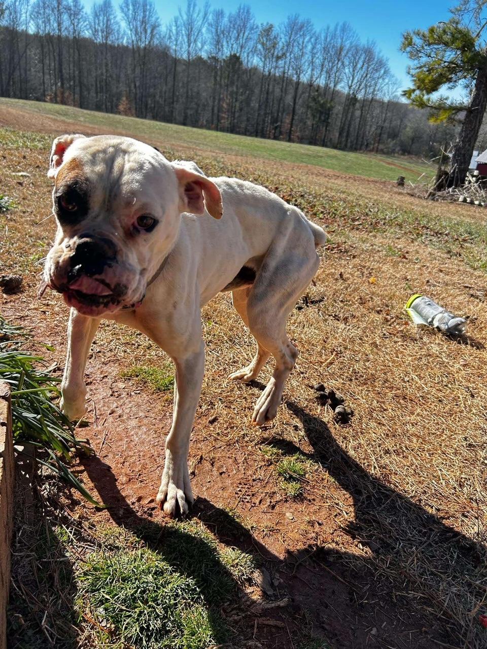 Enlarge Barney, a Adopted Boxer in Jacksonville, AL image 4/4