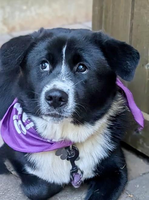 Enlarge Jinx, a ADOPTABLE mixed breed in Monroe, NC image 2/2