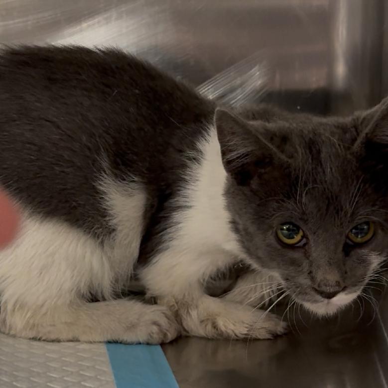 Enlarge Kangaroo, a Adoptable Domestic Short Hair in Salt Lake City, UT image 1/1