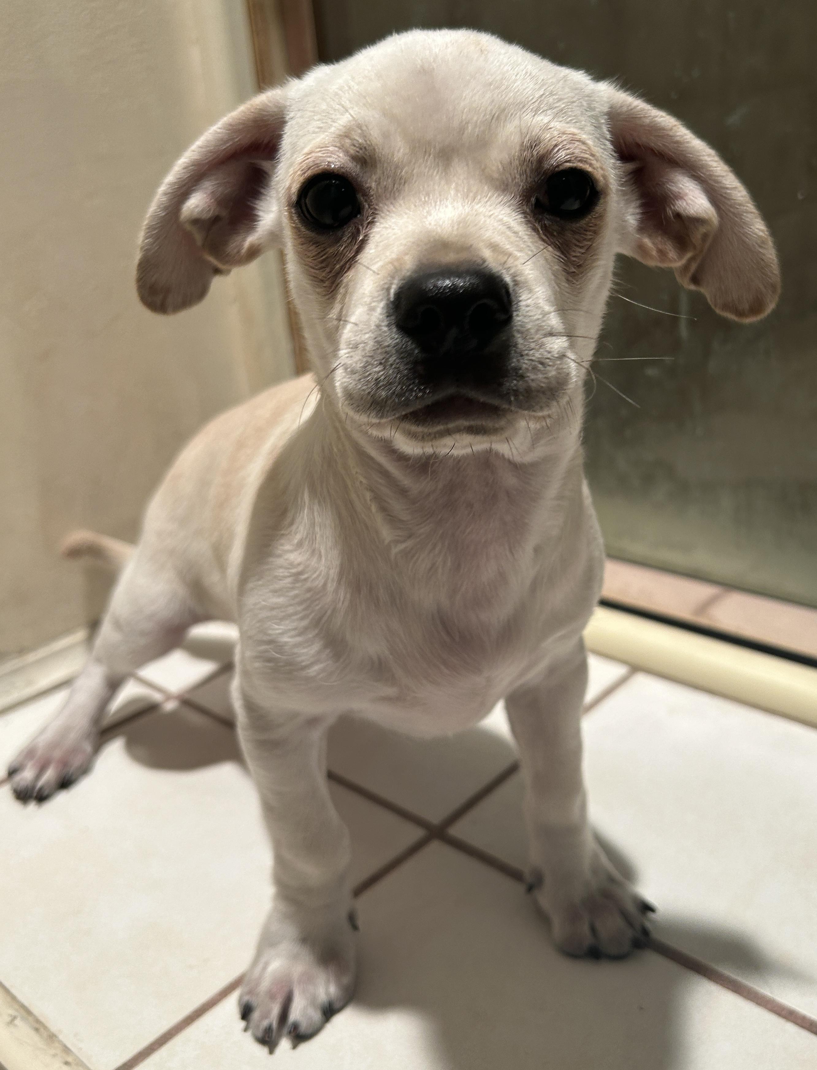 WALLY, a Adoptable mixed breed in El Cajon, CA image 2/5