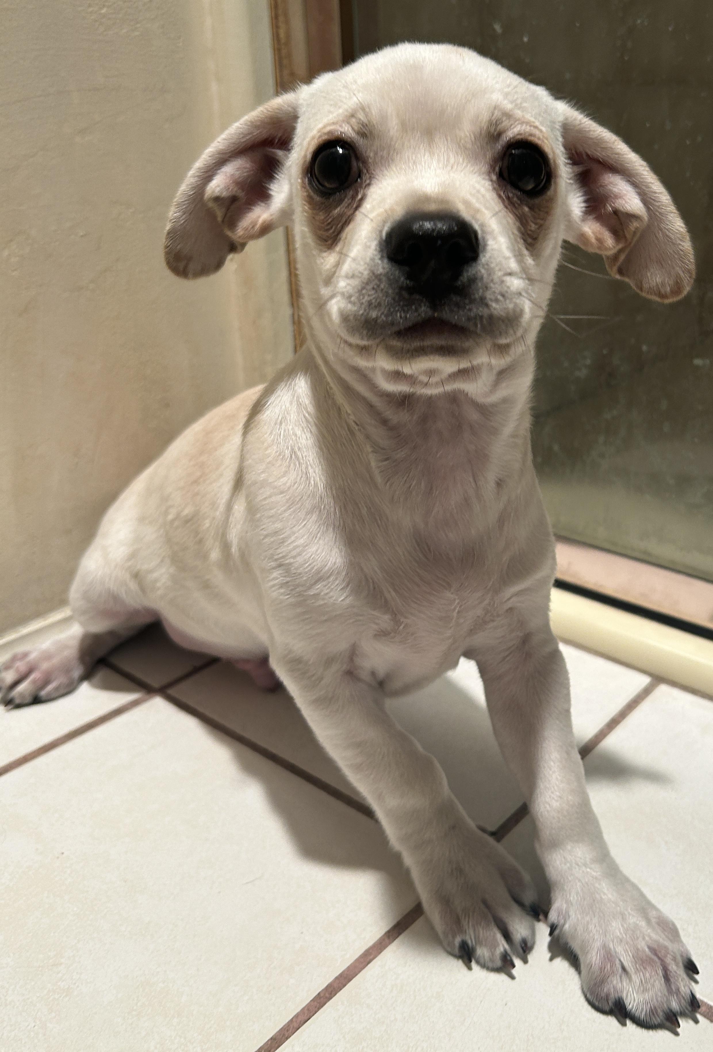 WALLY, a Adoptable mixed breed in El Cajon, CA image 3/5