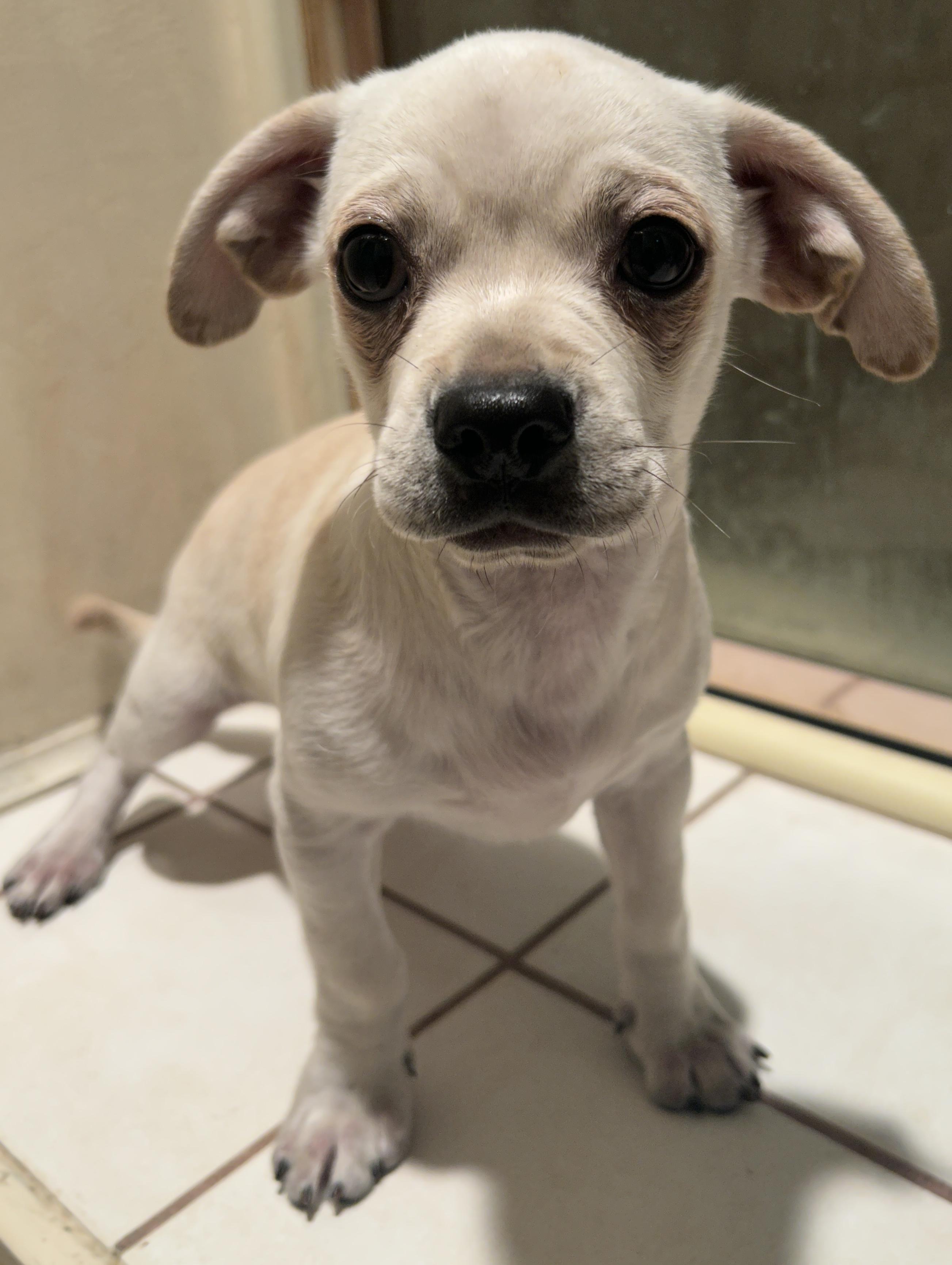 WALLY, a Adoptable mixed breed in El Cajon, CA image 5/5