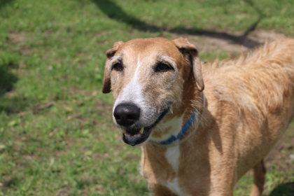 Hank, Adoptable, Senior Male Greyhound & Mixed Breed.