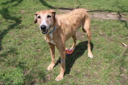 Enlarge Hank, a Adoptable mixed breed in Kansas City, MO image 2/3