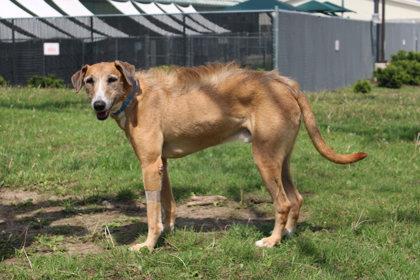 Enlarge Hank, a Adoptable mixed breed in Kansas City, MO image 3/3