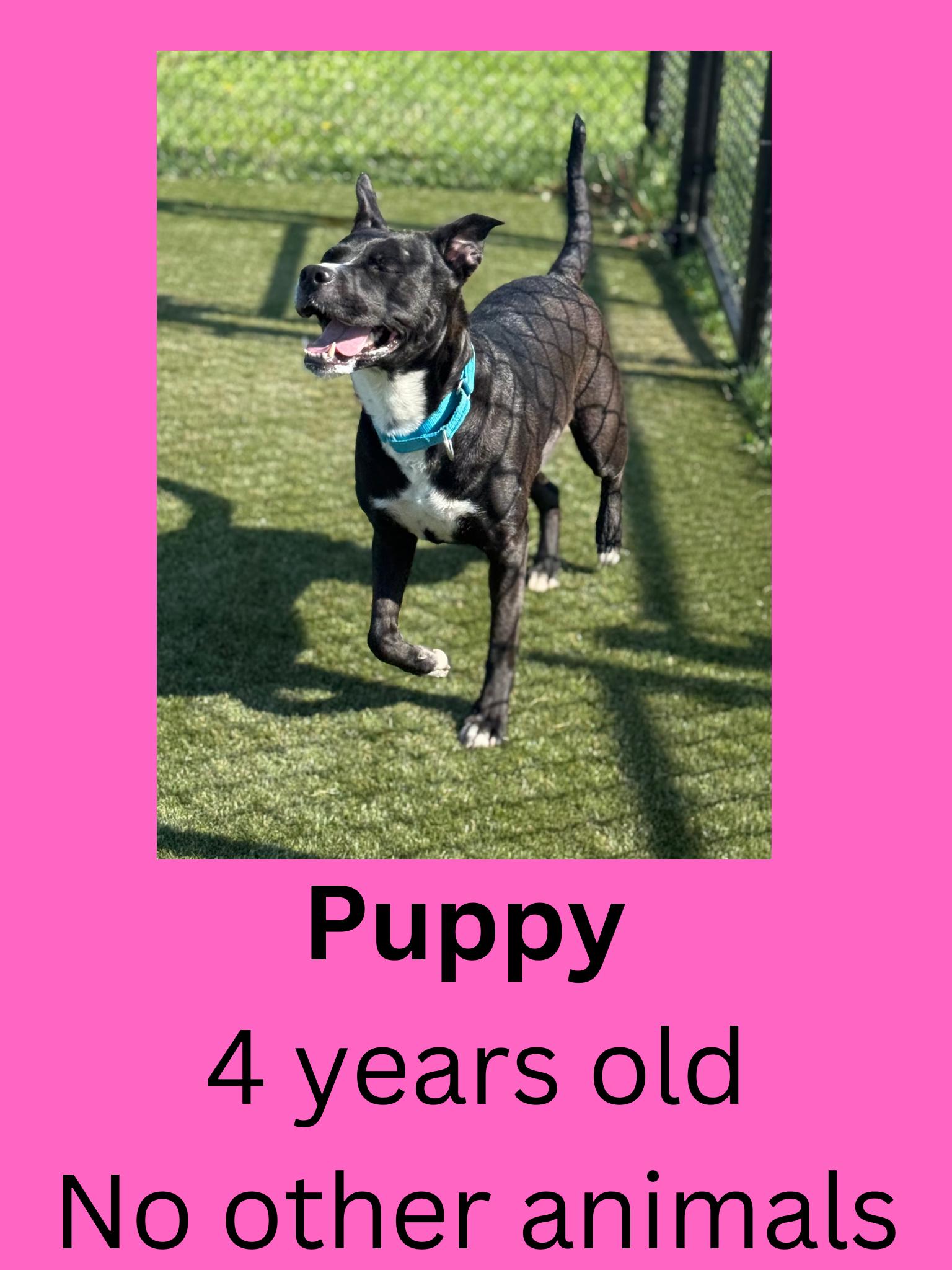 Puppy, adoptable, Adult Female Mixed Breed.