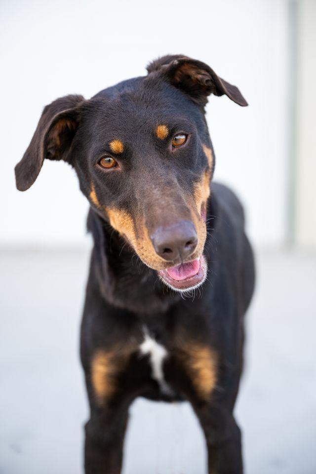 Amana: RIDGE DOG GRADUATE FROM PRISON FACILITY photo 6