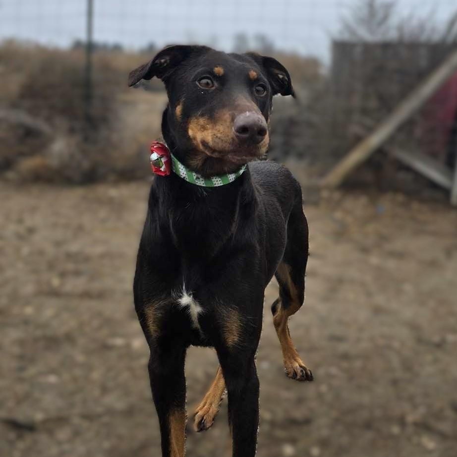 Amana: RIDGE DOG GRADUATE FROM PRISON FACILITY photo 3