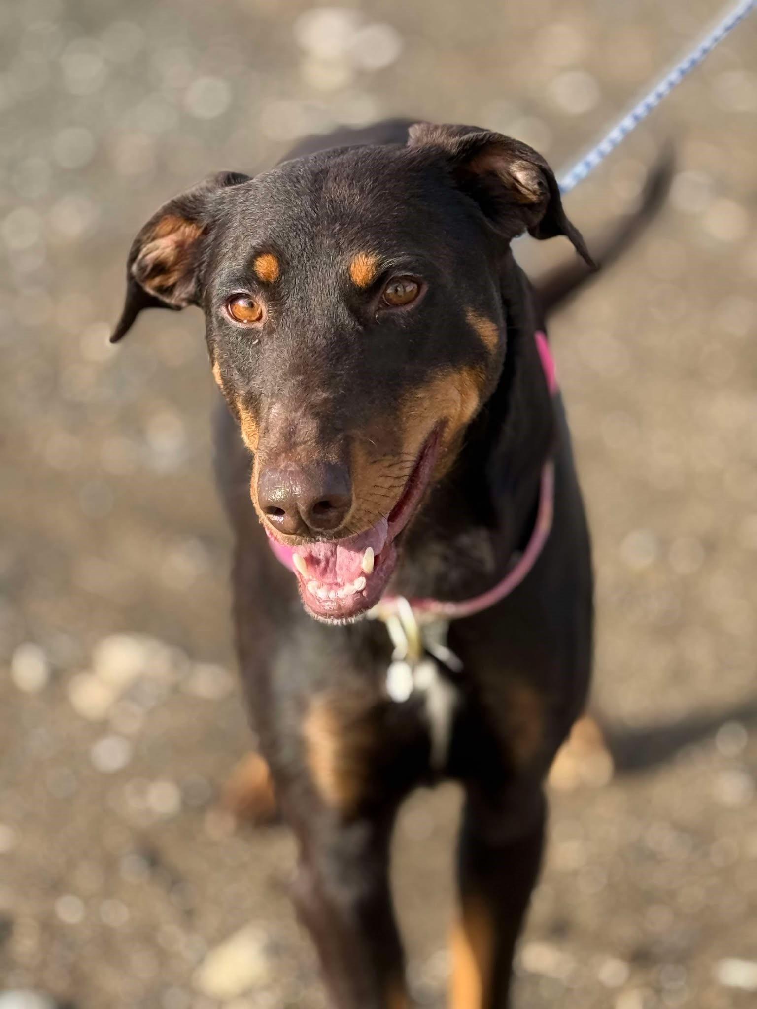 Amana: RIDGE DOG GRADUATE FROM PRISON FACILITY photo 2