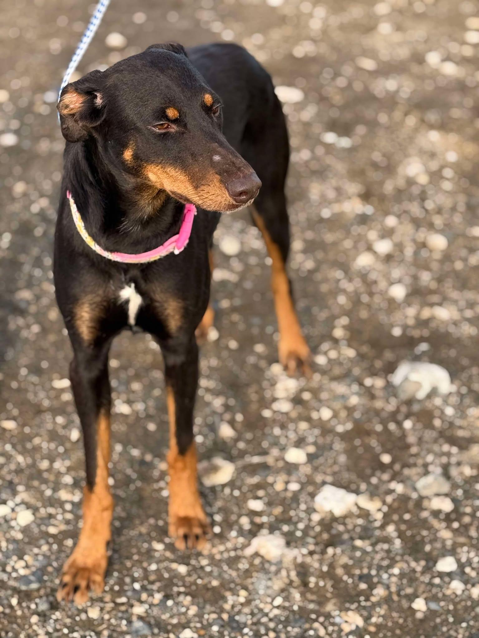 Amana: RIDGE DOG GRADUATE FROM PRISON FACILITY photo 4