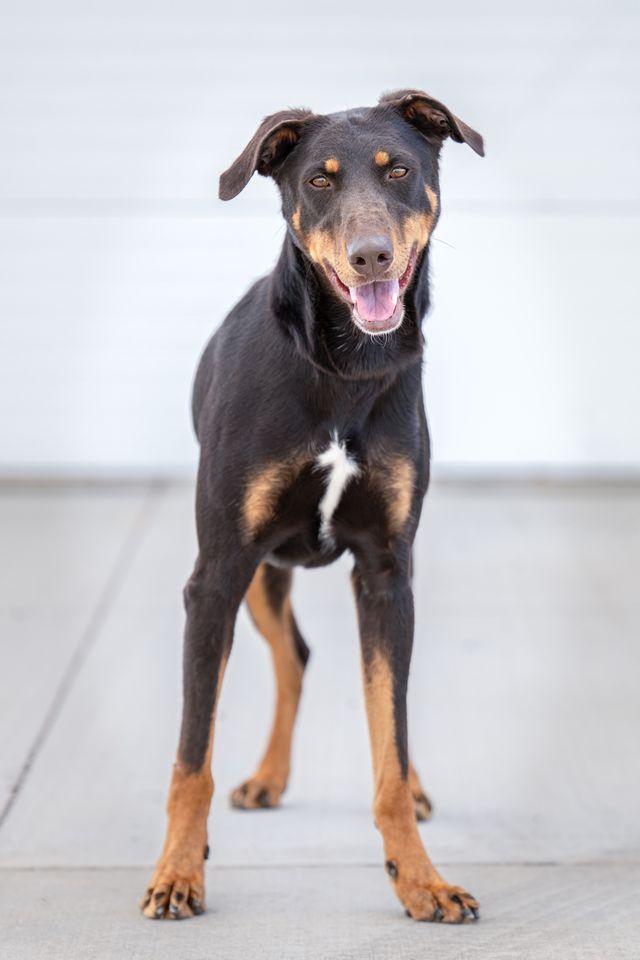 Amana: RIDGE DOG GRADUATE FROM PRISON FACILITY photo 5