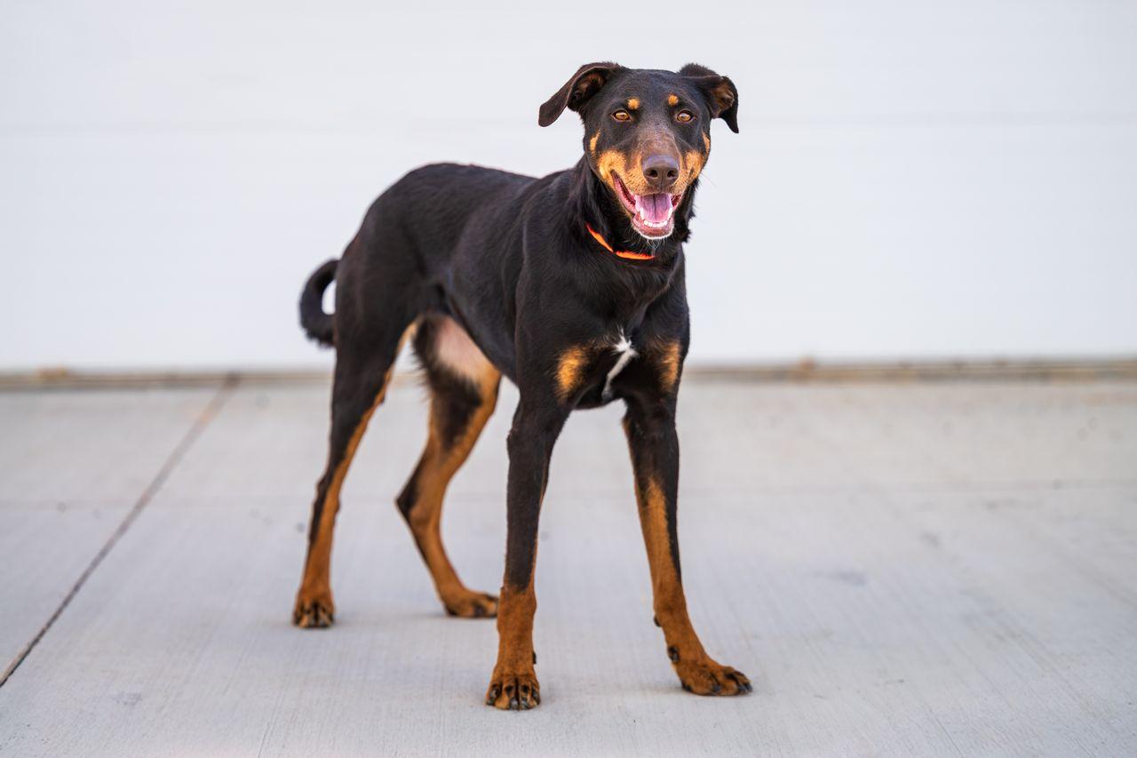 Amana: RIDGE DOG GRADUATE FROM PRISON FACILITY, Adult Female unknown