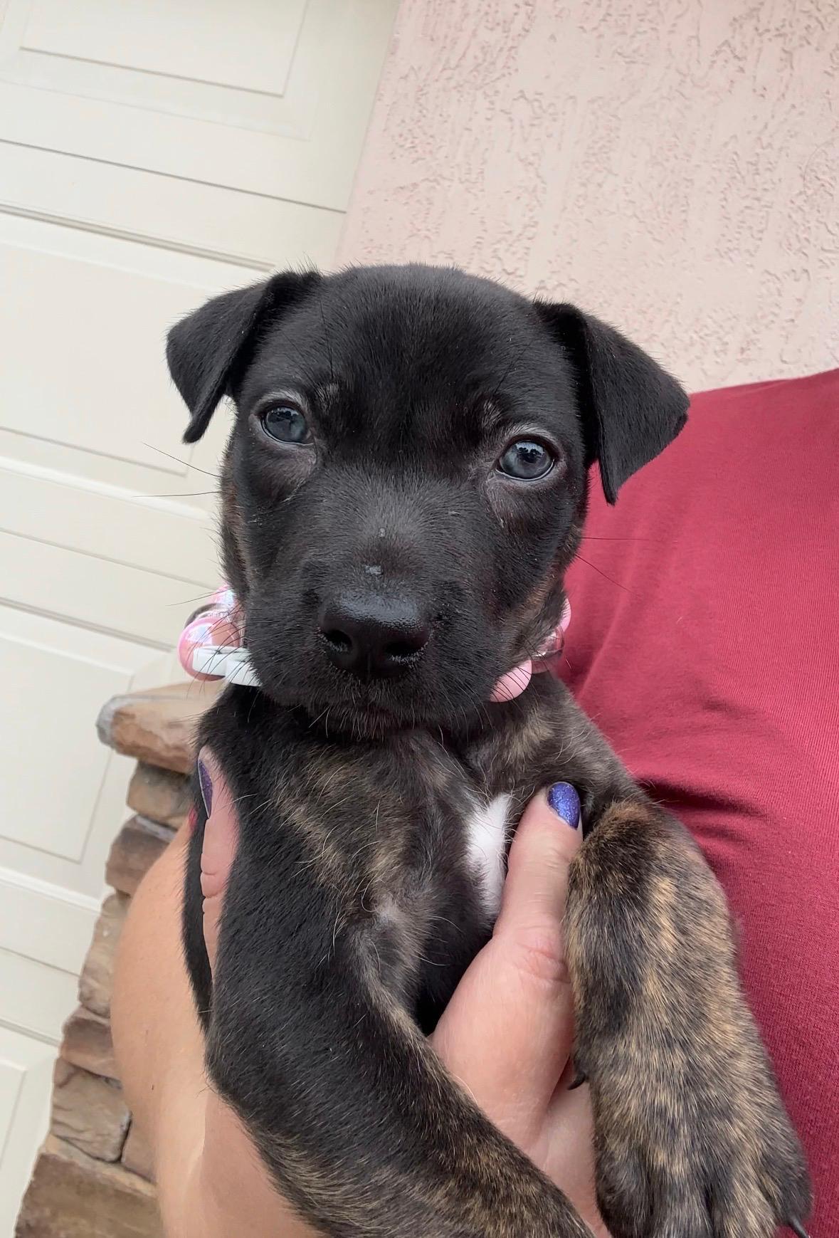 Enlarge Flare, a Adoptable mixed breed in Sunrise, FL image 1/4