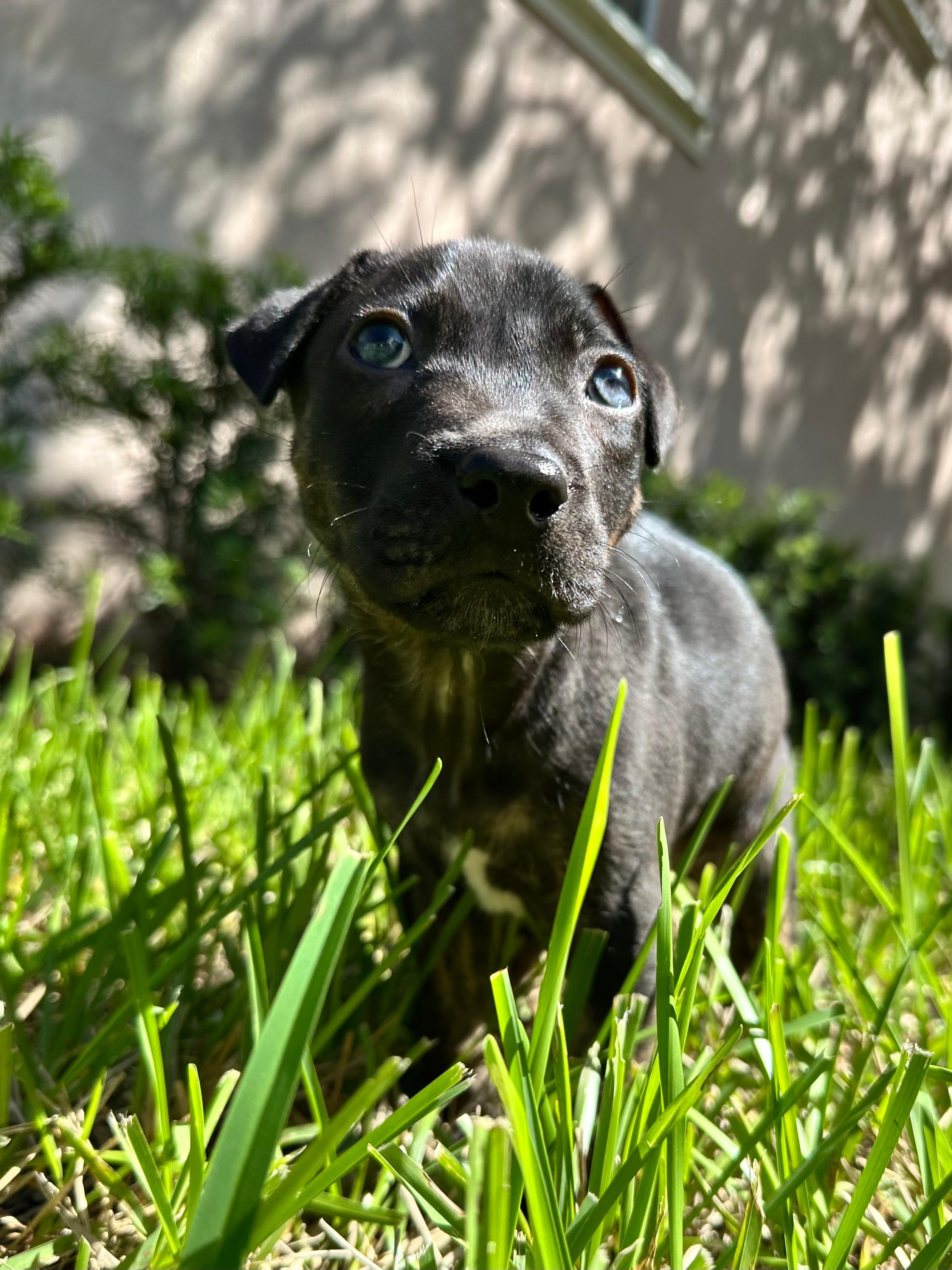 Enlarge Flare, a Adoptable mixed breed in Sunrise, FL image 2/4