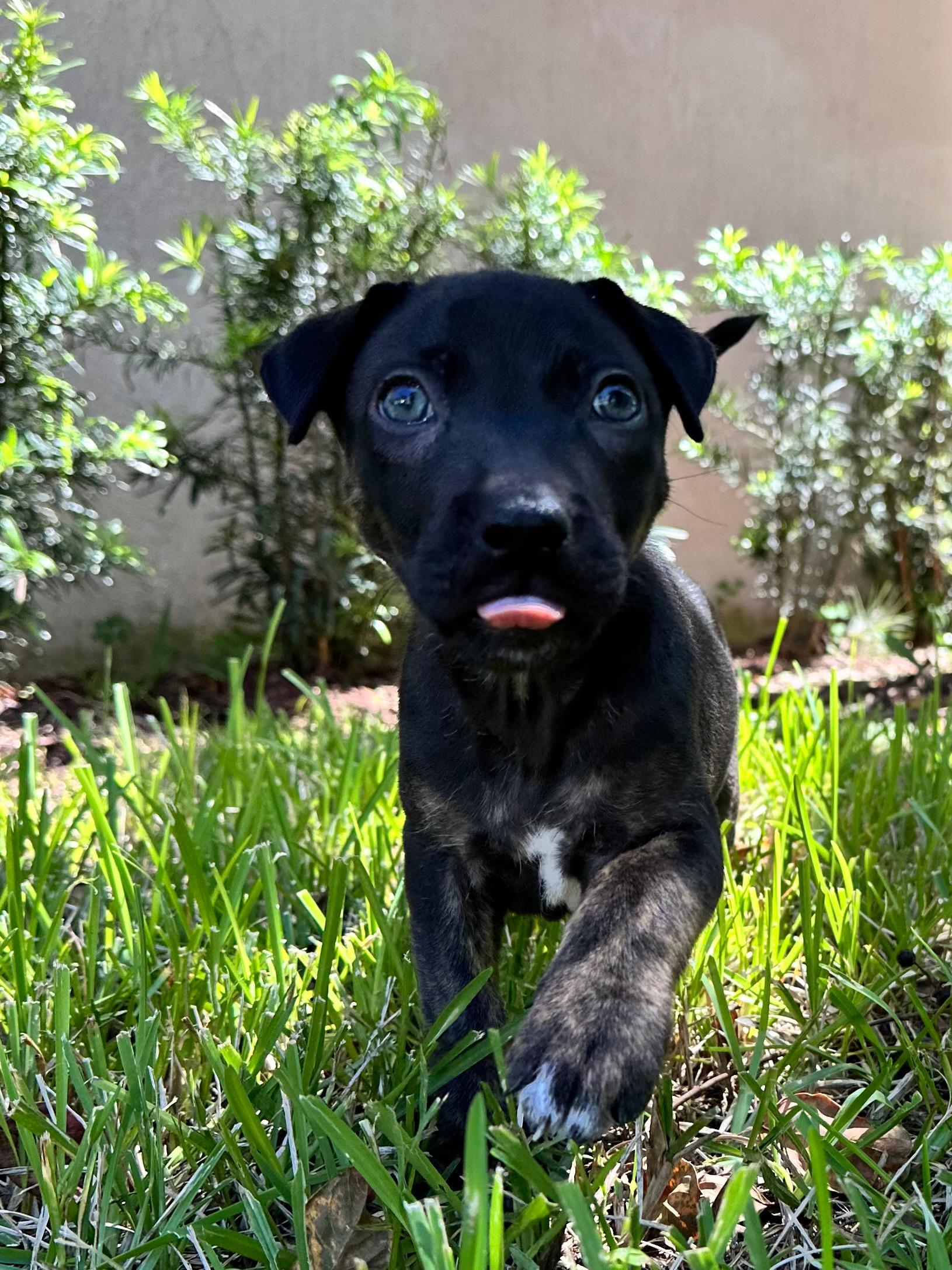 Enlarge Flare, a Adoptable mixed breed in Sunrise, FL image 4/4