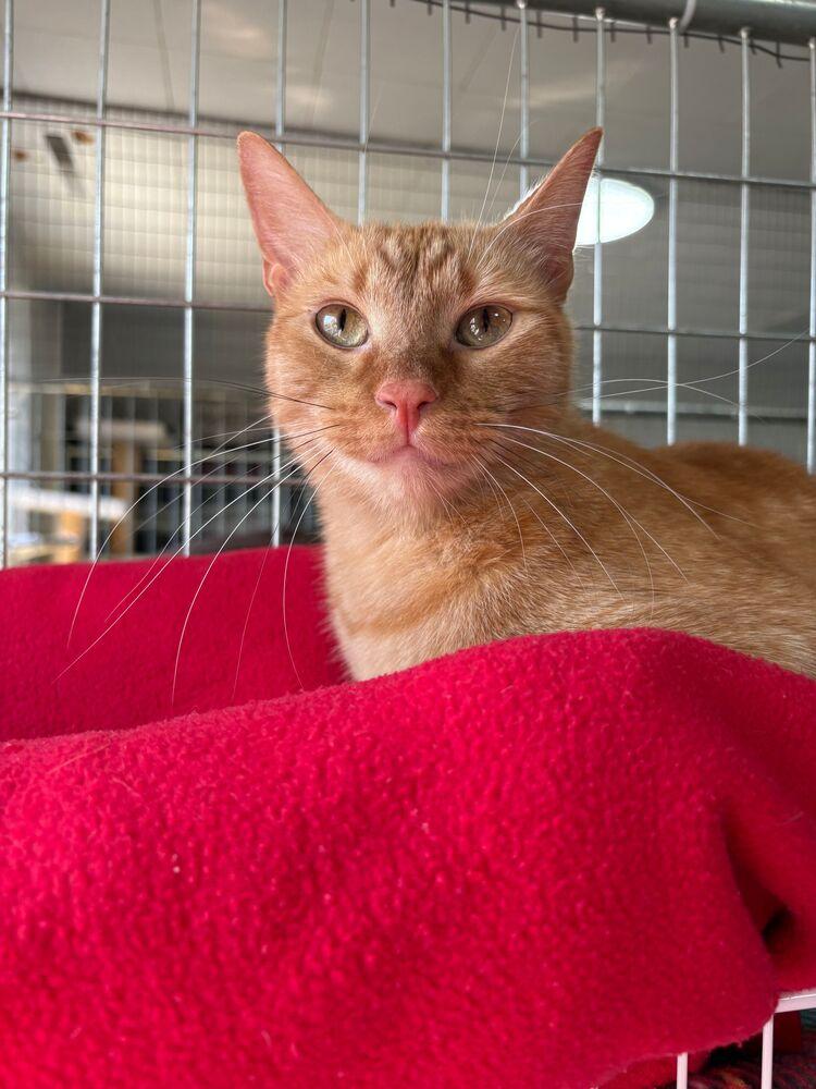 Bud, Adoptable, Adult Male Domestic Short Hair.
