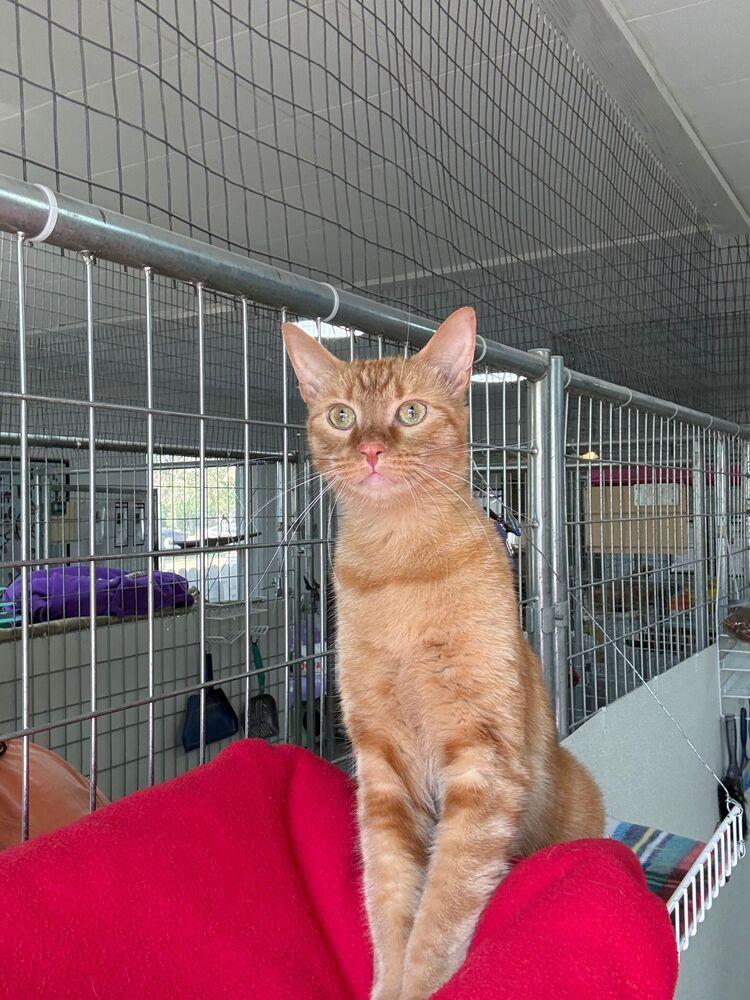 Enlarge Bud, a Adoptable Domestic Short Hair in McPherson, KS image 2/4