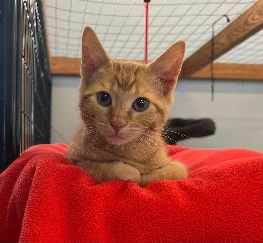 Enlarge Bud, a Adoptable Domestic Short Hair in McPherson, KS image 3/4