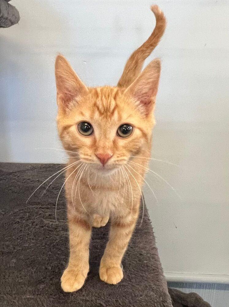 Enlarge Bud, a Adoptable Domestic Short Hair in McPherson, KS image 4/4