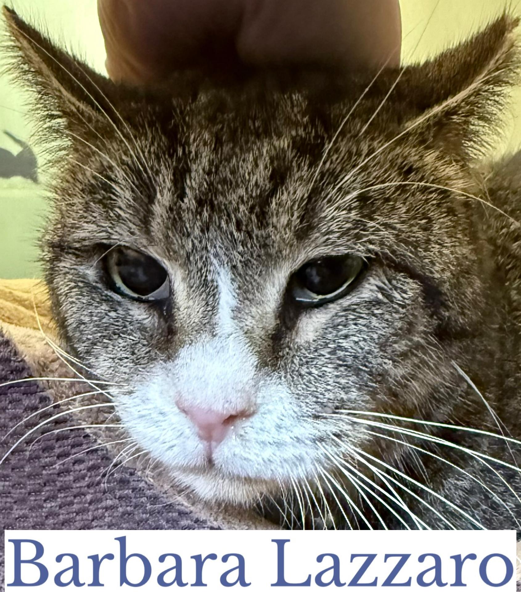 Enlarge Barbara Lazarro, an adopted Domestic Short Hair in Berkeley Springs, WV image 3/3