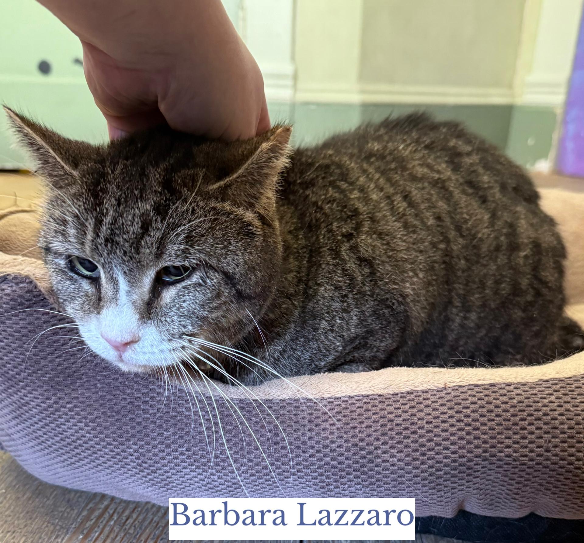 Enlarge Barbara Lazarro, an adopted Domestic Short Hair in Berkeley Springs, WV image 2/3