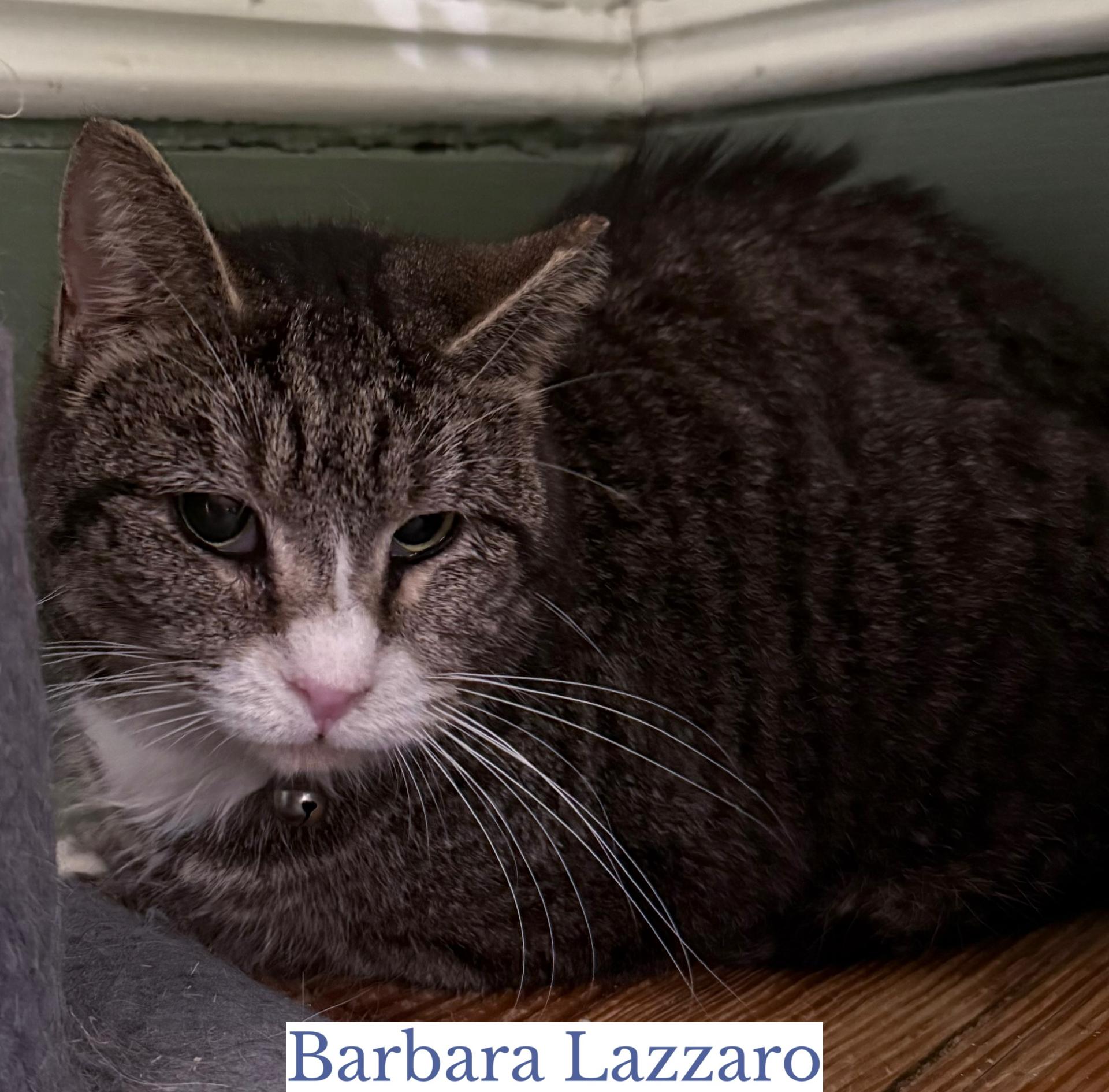 Enlarge Barbara Lazarro, an adopted Domestic Short Hair in Berkeley Springs, WV image 1/3