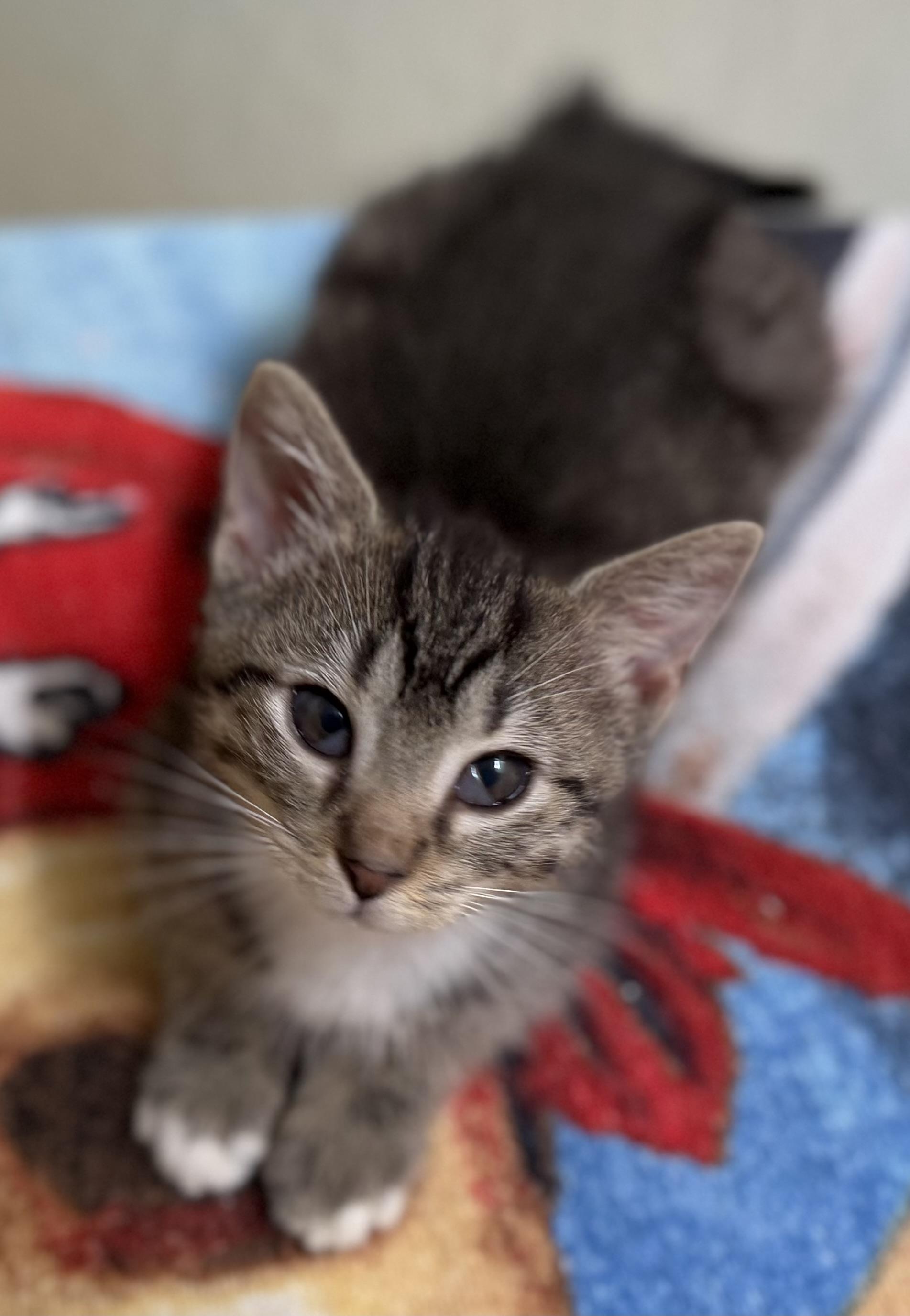 Enlarge Clyde, a Adoptable Tabby in Beckley, WV image 4/4