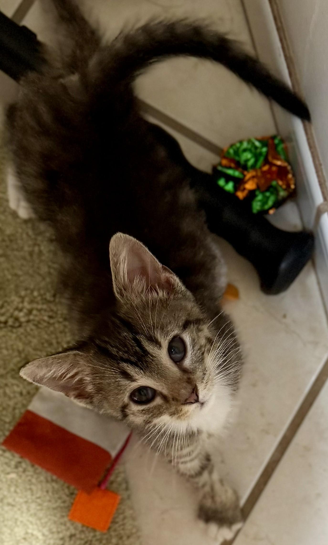 Enlarge Clyde, a Adoptable Tabby in Beckley, WV image 2/4