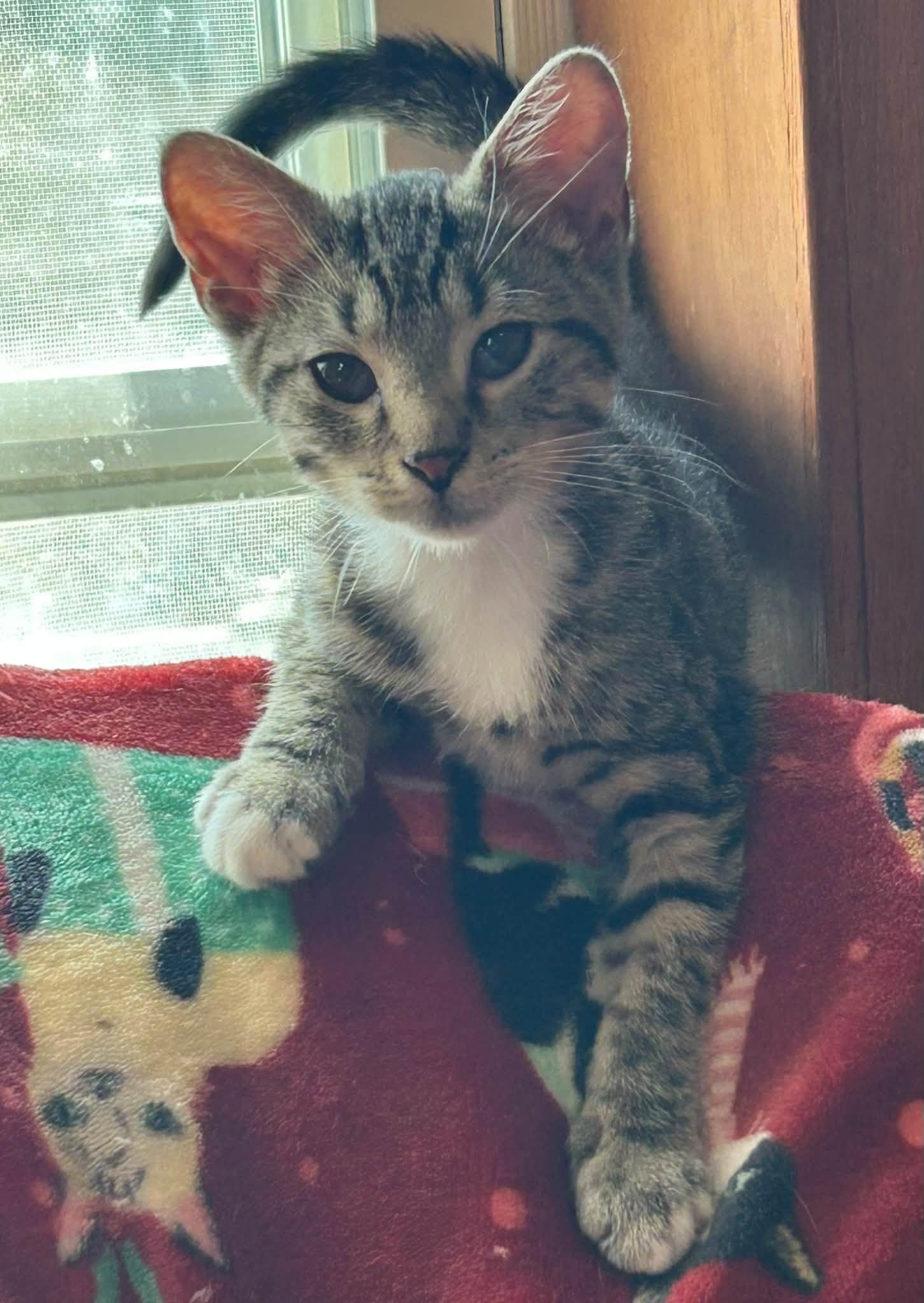 Enlarge Clyde, a Adoptable Tabby in Beckley, WV image 3/4