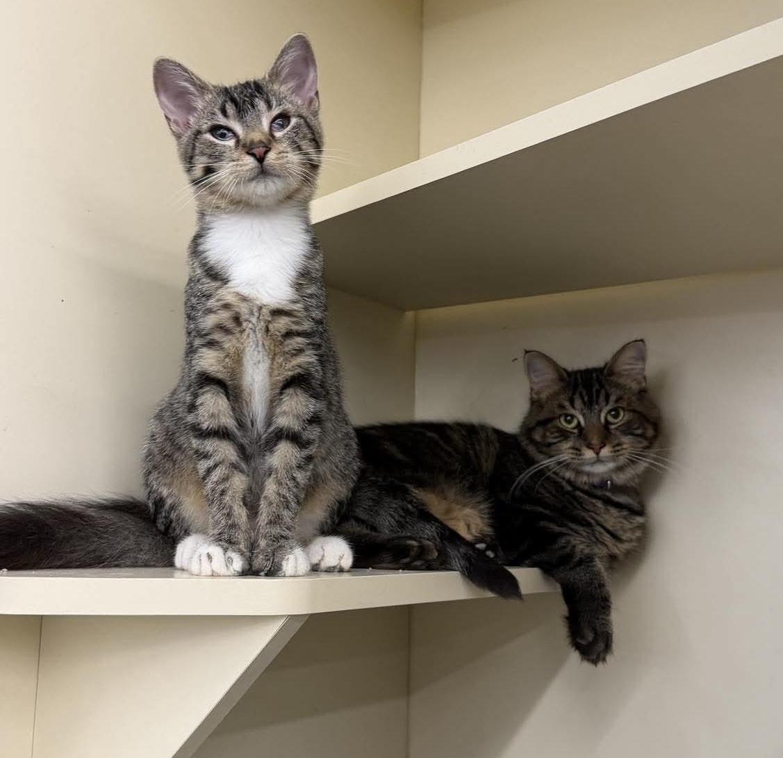 Enlarge Clyde, a Adoptable Tabby in Beckley, WV image 1/4