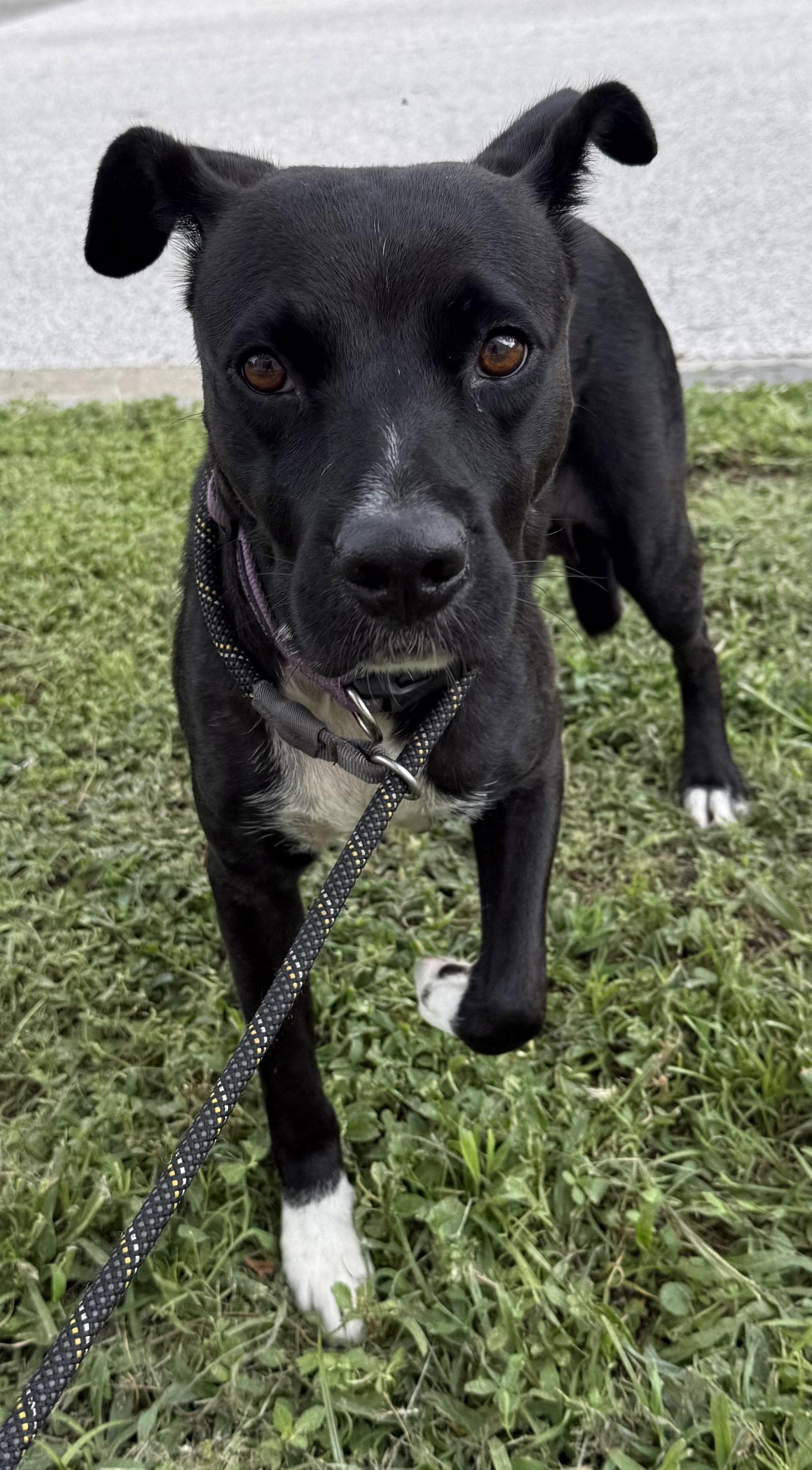 FIFA, Adoptable, Adult Female Labrador Retriever & Terrier.
