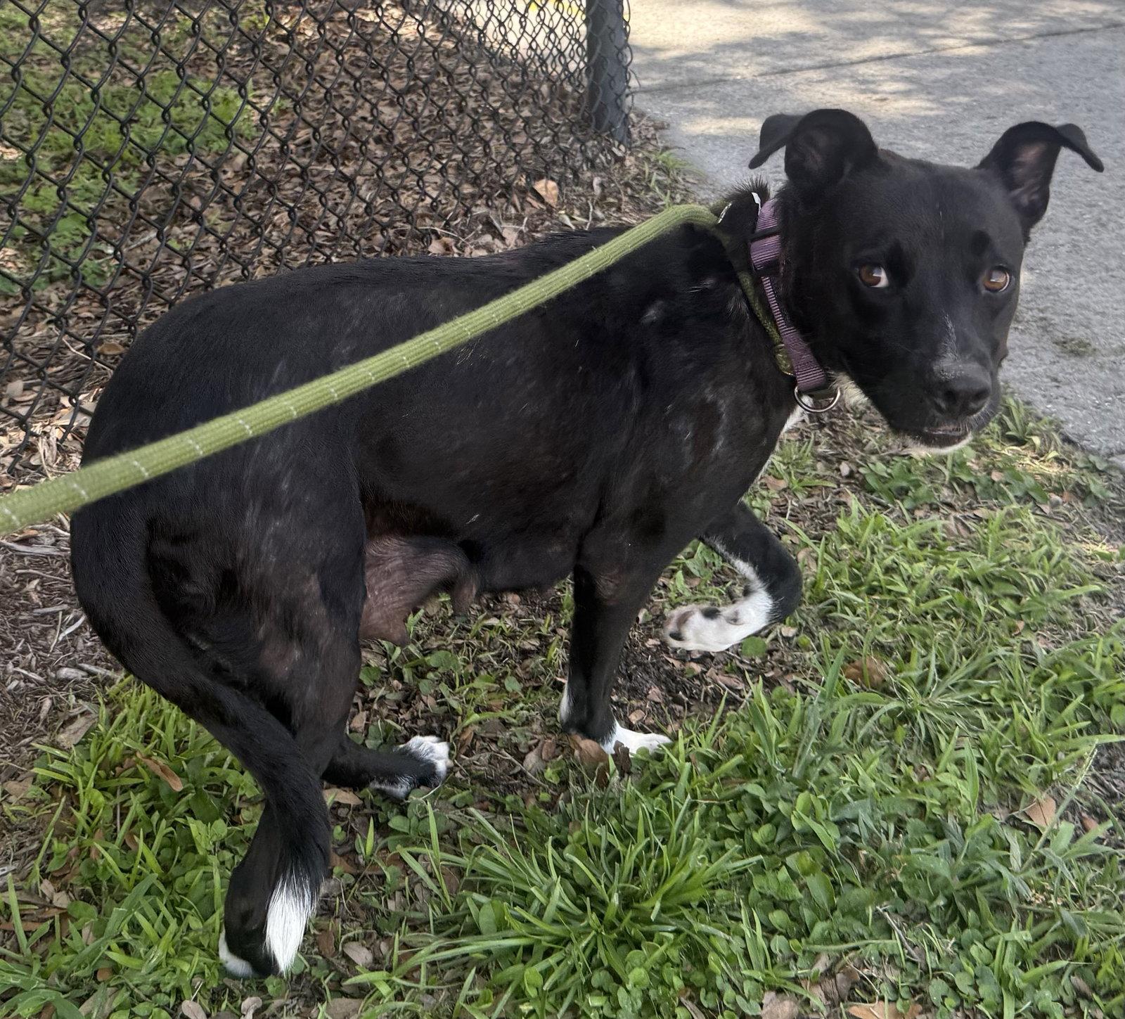 Enlarge FIFA, a Adoptable mixed breed in Sanford, FL image 2/3