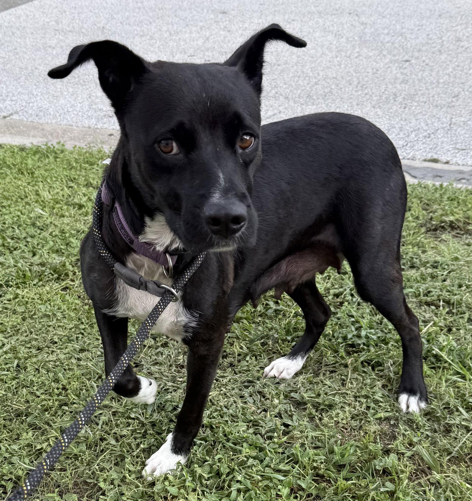 Enlarge FIFA, a Adoptable mixed breed in Sanford, FL image 3/3