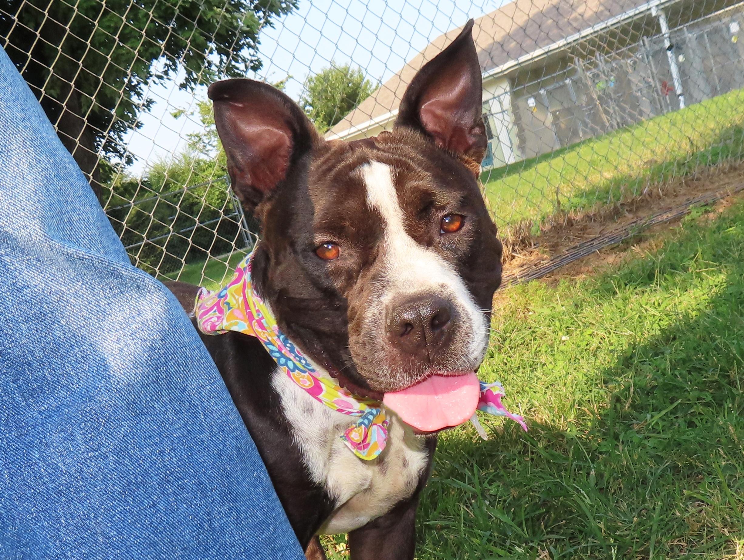 Michelle 25C-135, Adoptable, Young Female American Bully & Pit Bull Terrier.