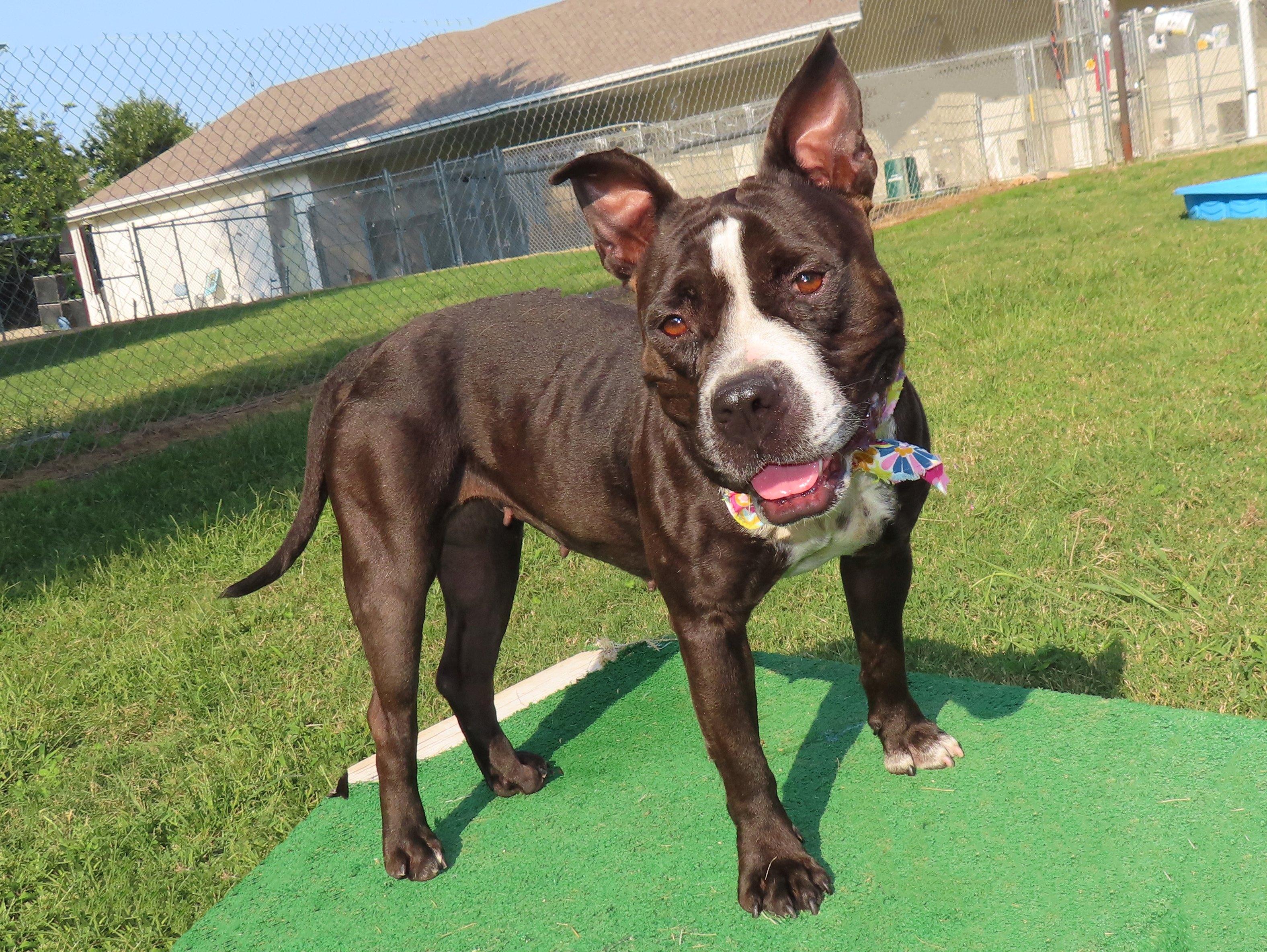 Michelle  25C-135, Adoptable, Young Female American Bully & Pit Bull Terrier.