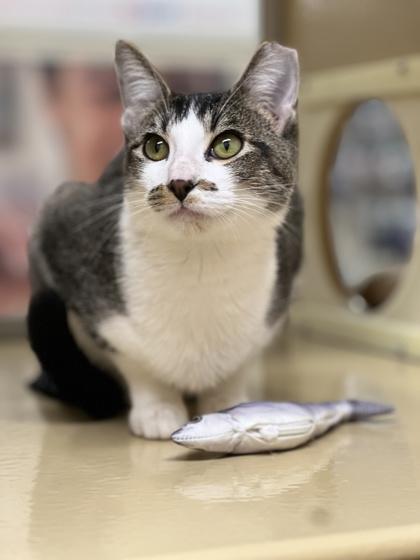 Theo, Adoptable, Young Female Domestic Short Hair & Domestic Short Hair.