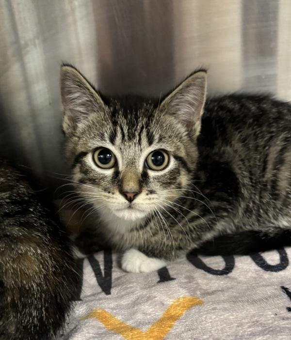 Enlarge Itsy Bitsy Spider (with Twinkle Twinkle Little...), a Adoptable mixed breed in Richmond, VA image 1/1