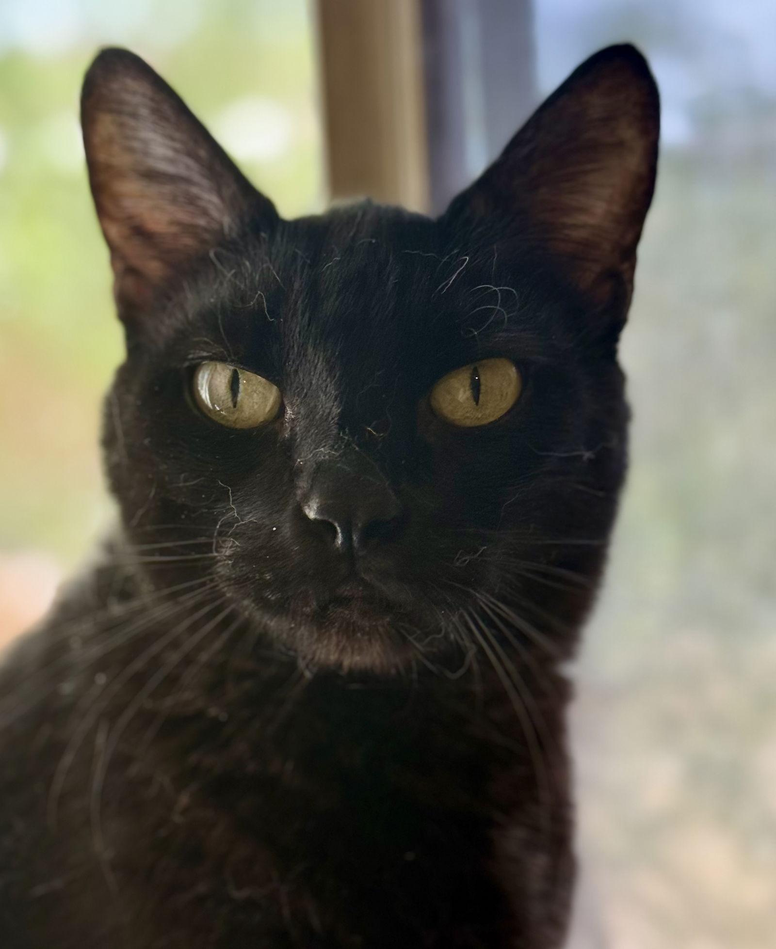 Elvira, Adoptable, Senior Female Domestic Short Hair.