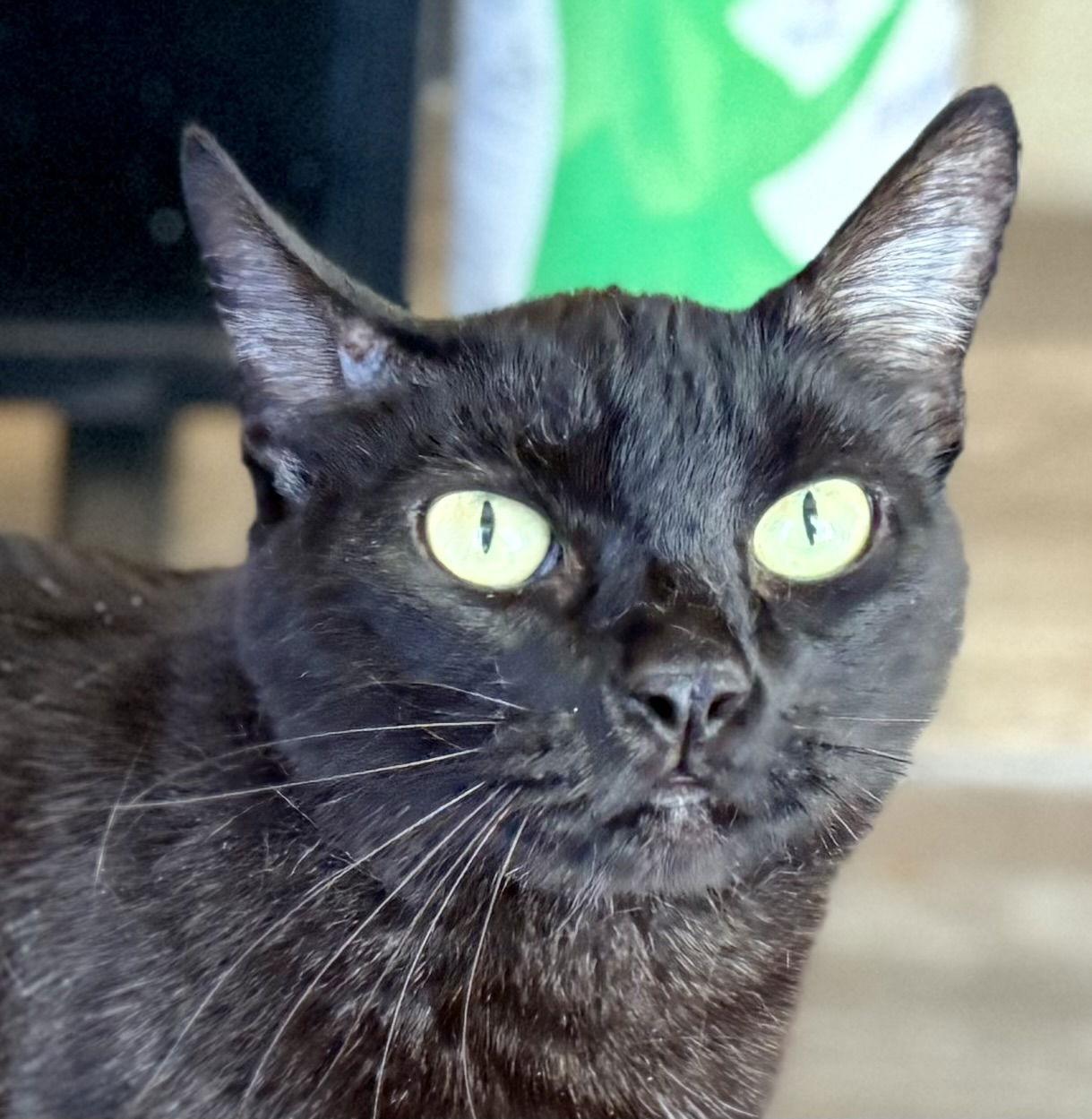 Enlarge Elvira, a Adoptable Domestic Short Hair in Glendale, AZ image 2/3