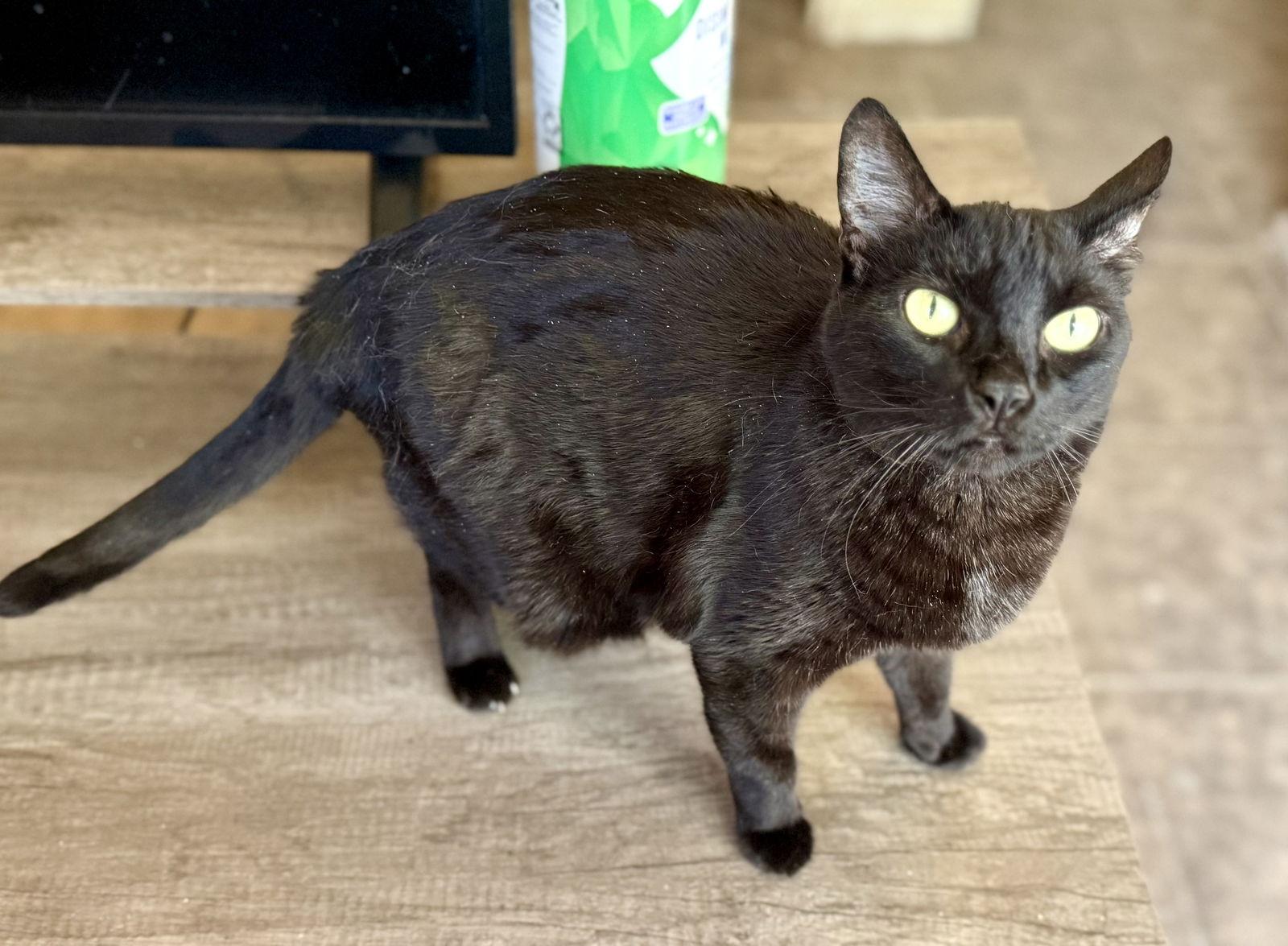 Enlarge Elvira, a Adoptable Domestic Short Hair in Glendale, AZ image 3/3