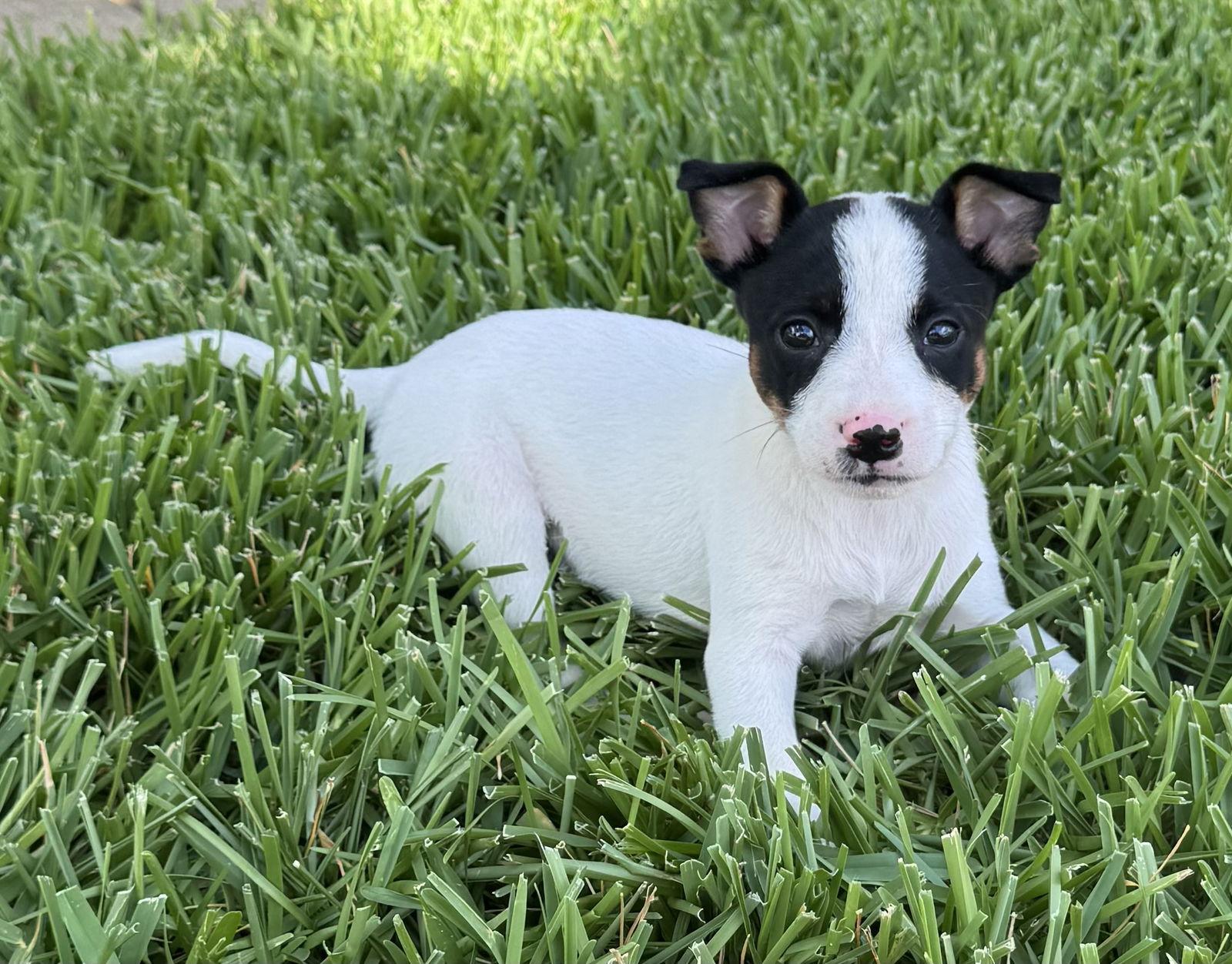 Linen, Adopted, Puppy Female Bull Terrier.