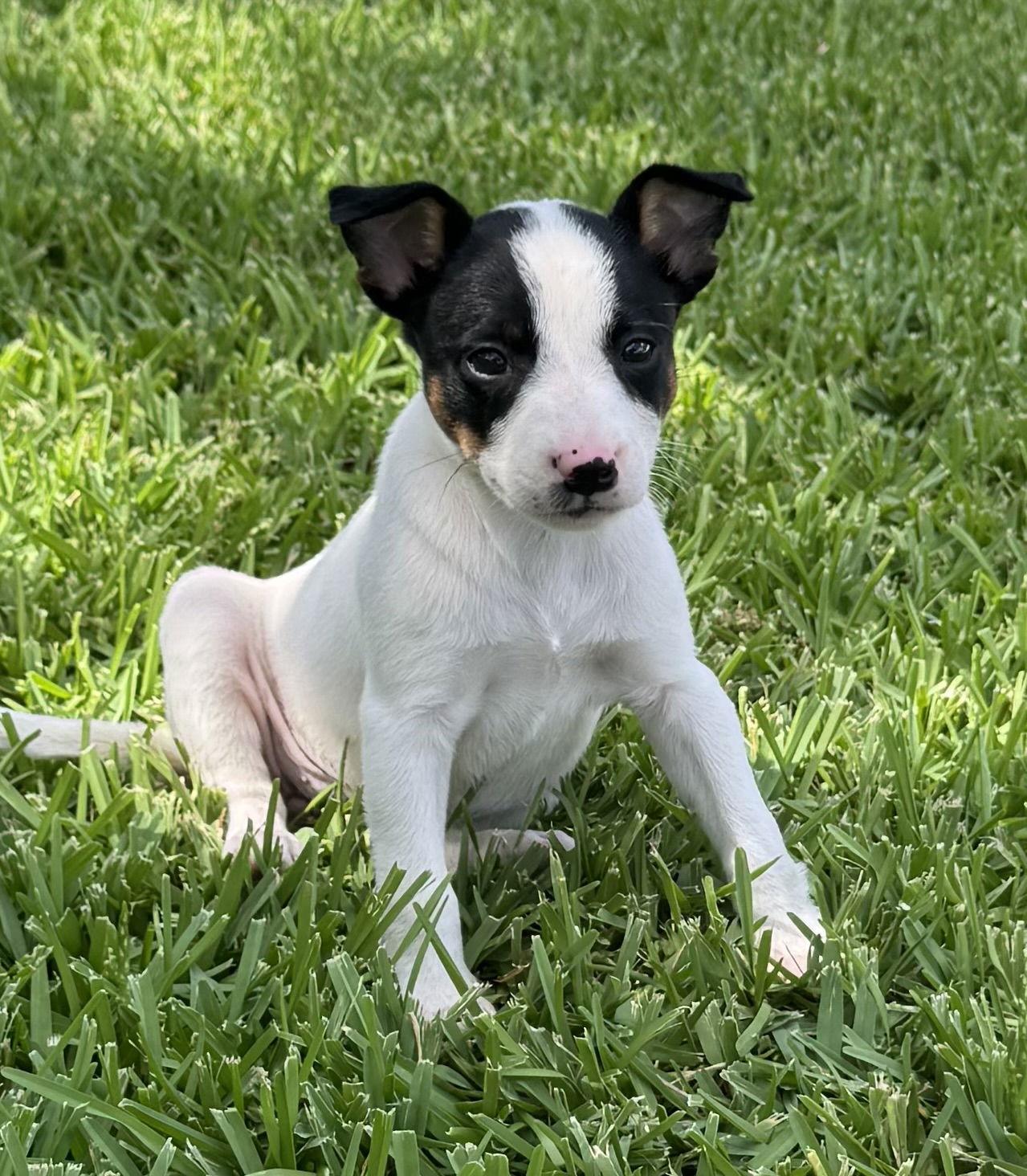 Linen, a Adopted Bull Terrier in Euless, TX image 2/3