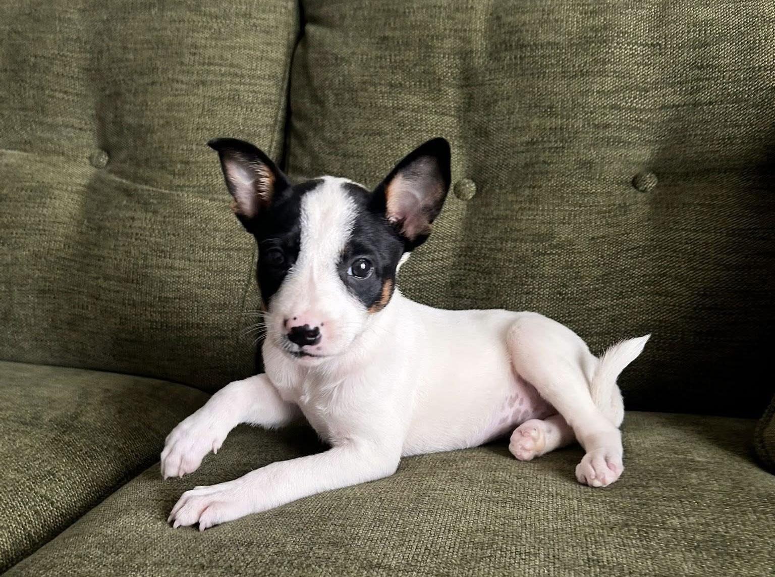 Linen, a Adopted Bull Terrier in Euless, TX image 3/3