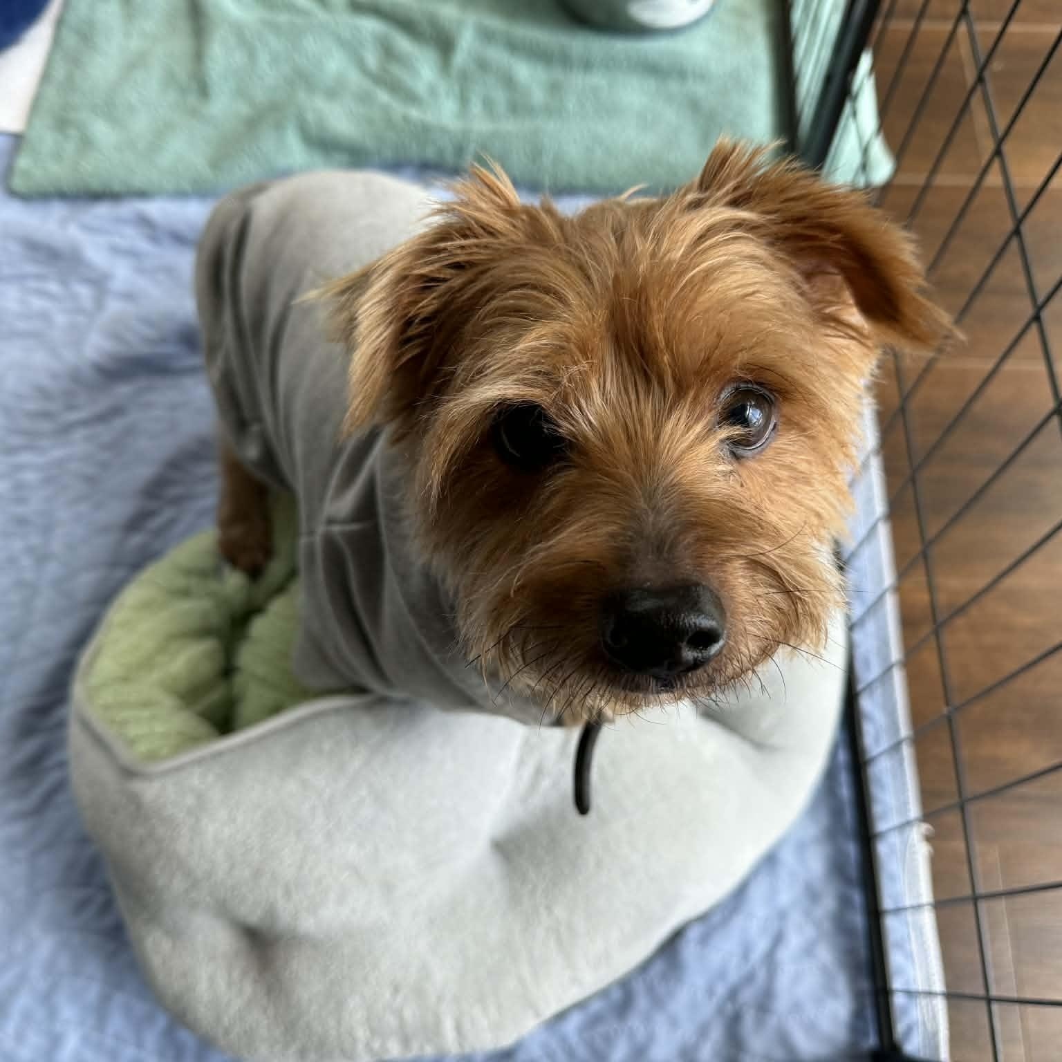 Enlarge Tigger, an adoption pending Yorkshire Terrier in Powell Butte, OR image 3/4