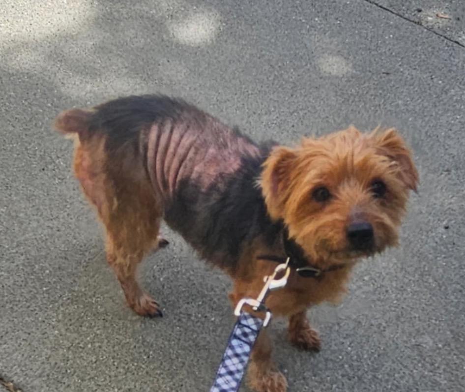 Tigger, ADOPTABLE, Senior Male Yorkshire Terrier.
