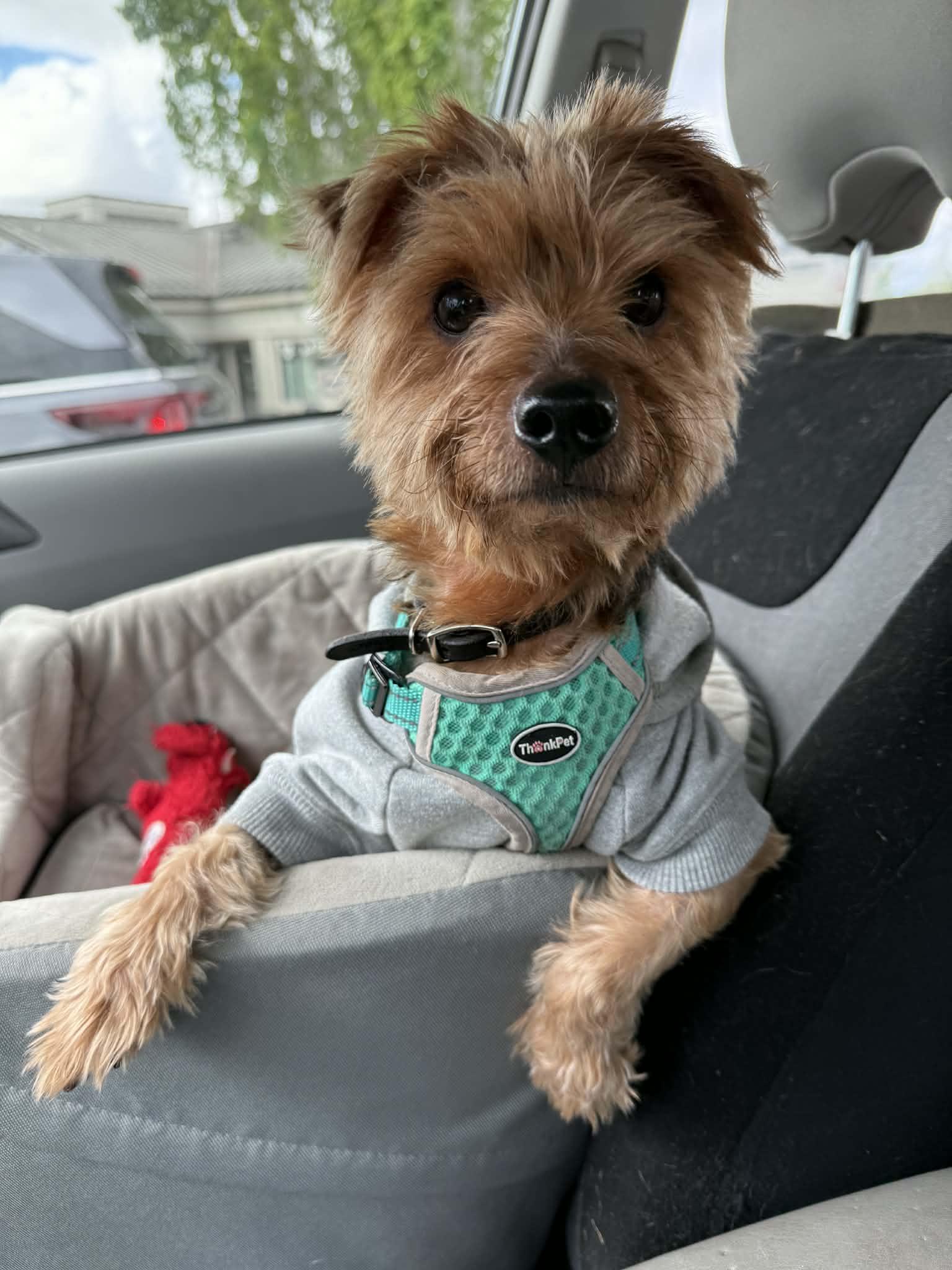 Enlarge Tigger, an adoption pending Yorkshire Terrier in Powell Butte, OR image 1/4