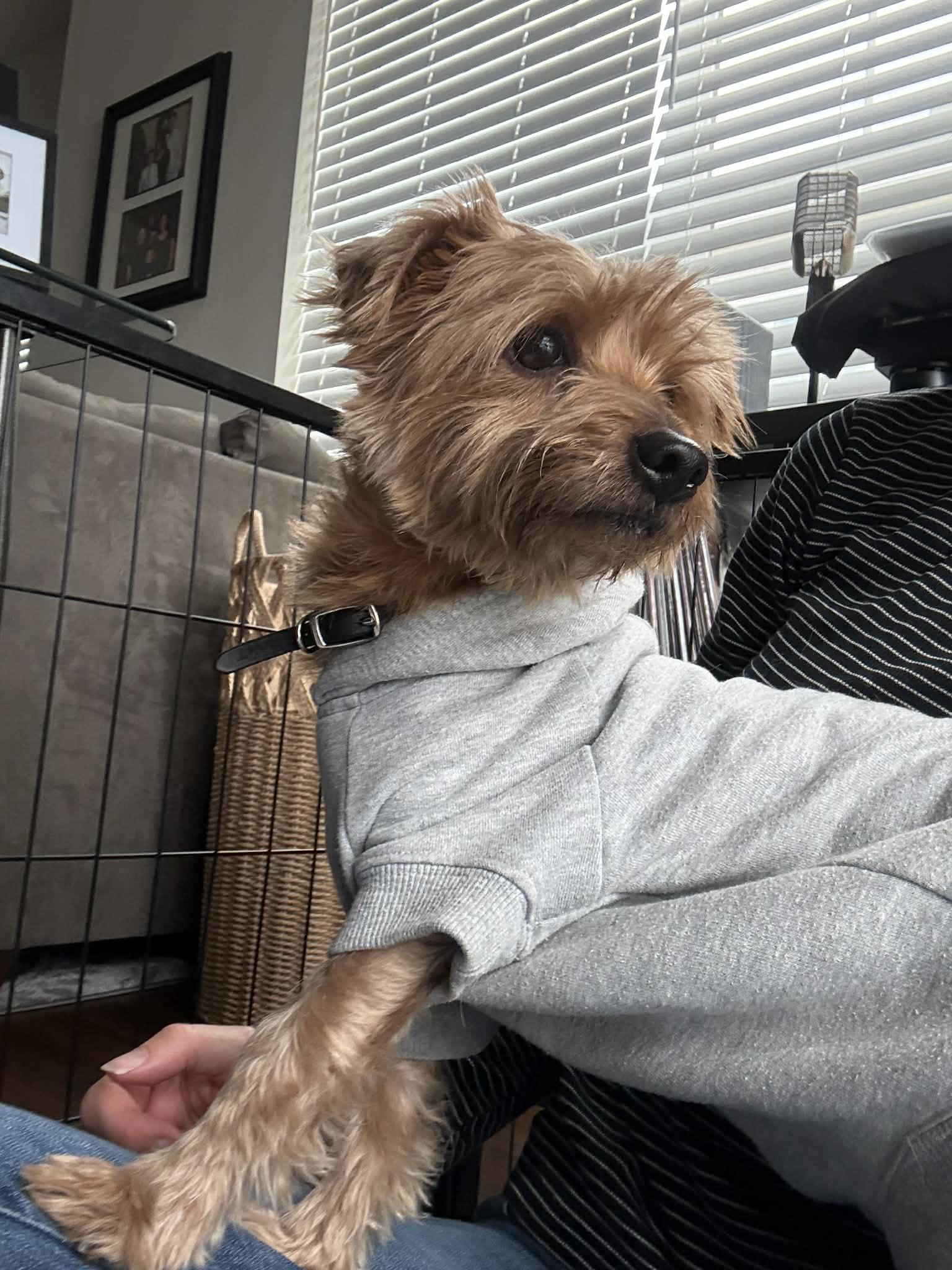 Enlarge Tigger, an adoption pending Yorkshire Terrier in Powell Butte, OR image 2/4
