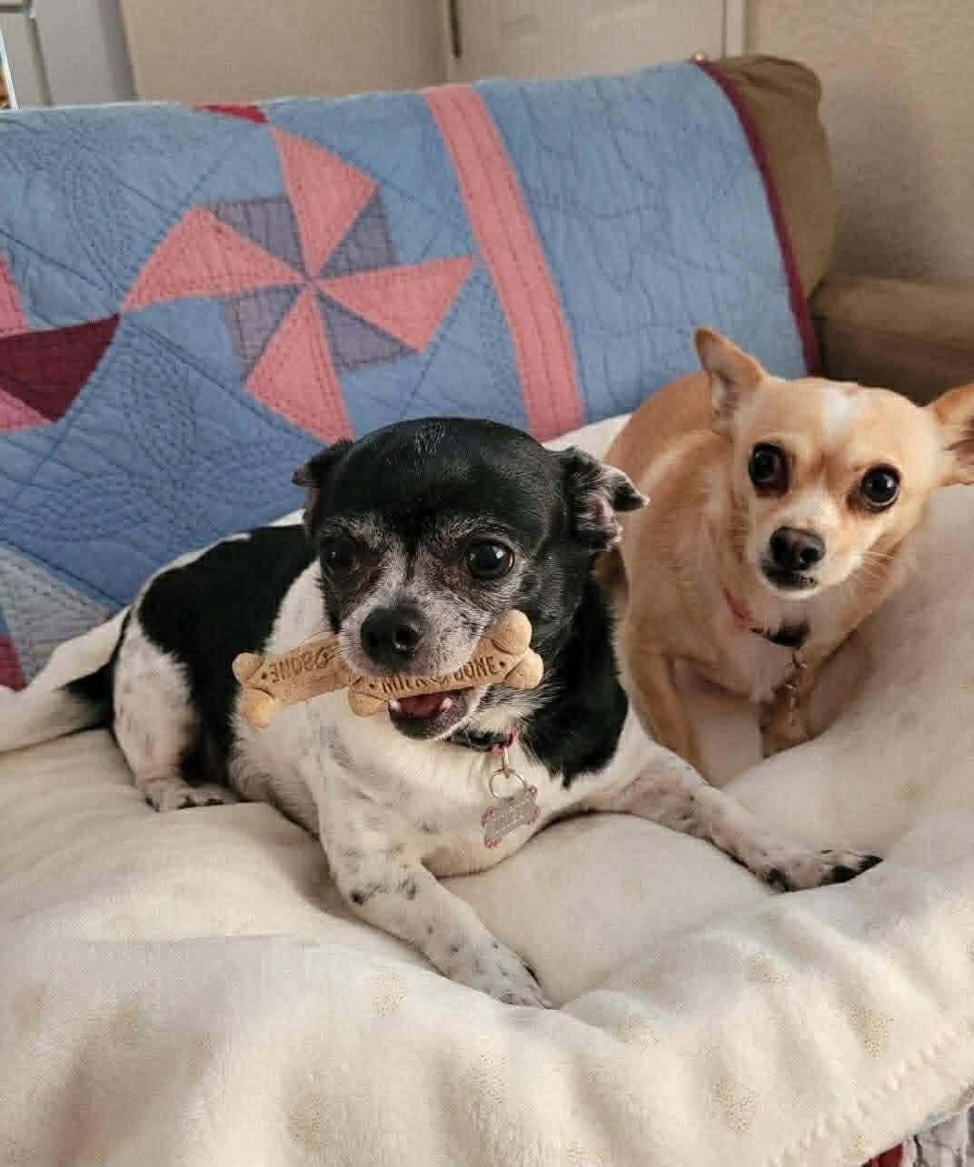 Molly & Vivian, ADOPTABLE, Senior Female Chihuahua.
