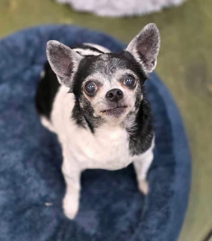 Enlarge Molly & Vivian, a ADOPTABLE Chihuahua in Clovis, CA image 4/5