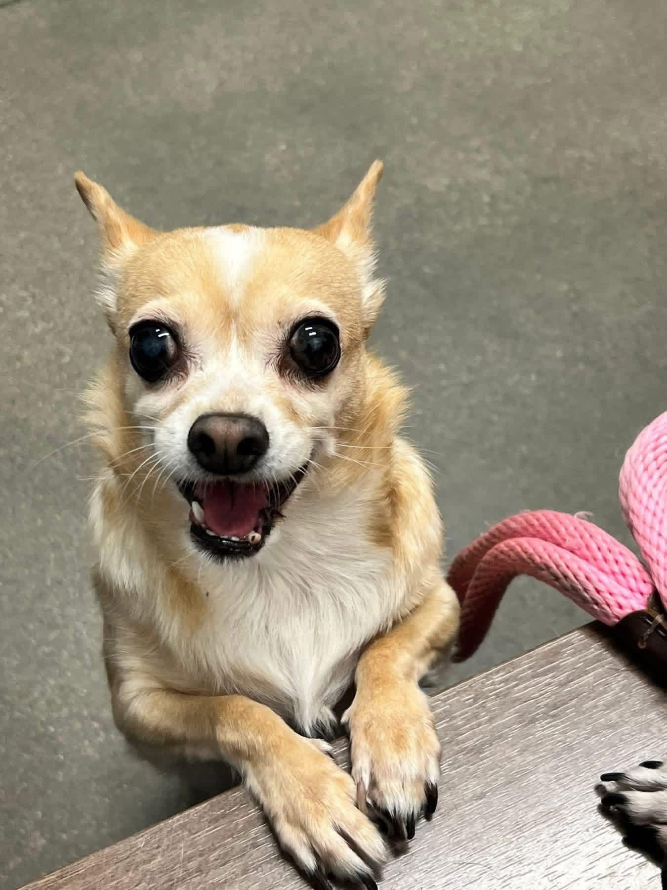Enlarge Molly & Vivian, a ADOPTABLE Chihuahua in Clovis, CA image 5/5